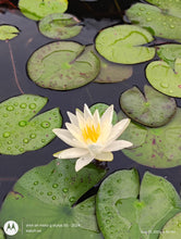 Load image into Gallery viewer, Waterlily Charlene Strawn
