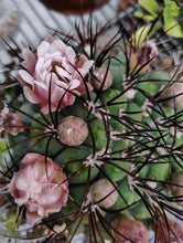 Load image into Gallery viewer, Cactus Giant Chin