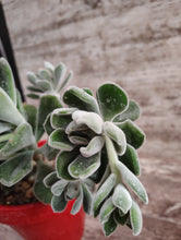 Load image into Gallery viewer, Echeveria Frosty