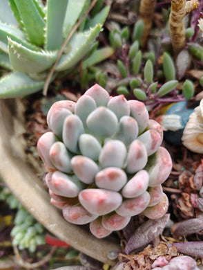 Pachyveria Crown Ball