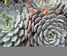 Load image into Gallery viewer, Echeveria Minima