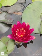 Load image into Gallery viewer, Water Lily Almost Black