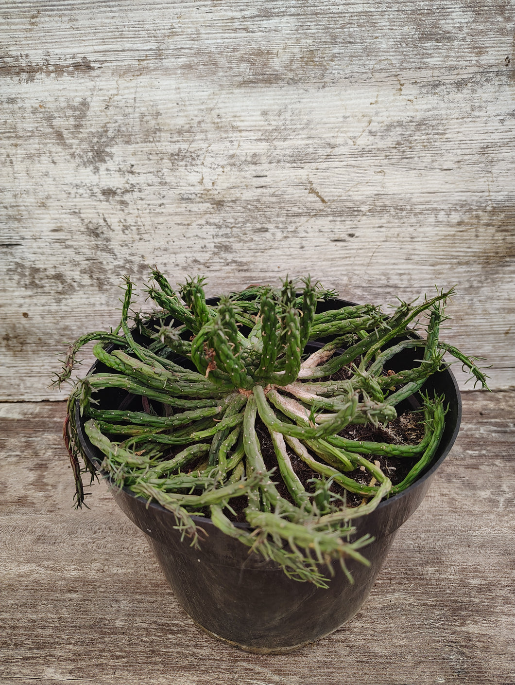 Euphorbia Medusa Head