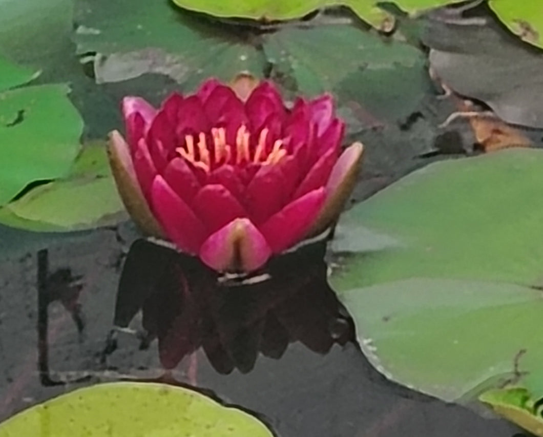 Water Lily Almost Black