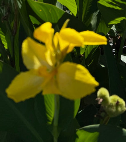 Canna Cannova Yellow