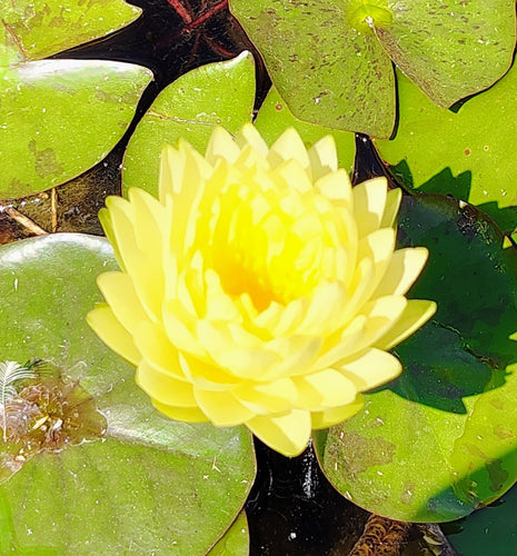 Water Lily Fragrance and Fortune
