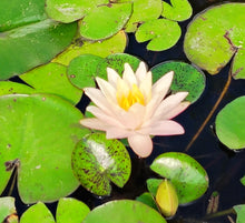 Load image into Gallery viewer, Water Lily Peace
