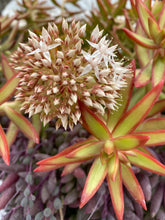 Load image into Gallery viewer, Sedum Adolfi