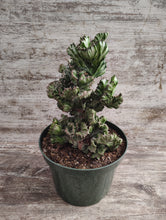 Load image into Gallery viewer, Crested Euphorbia Elkhorn