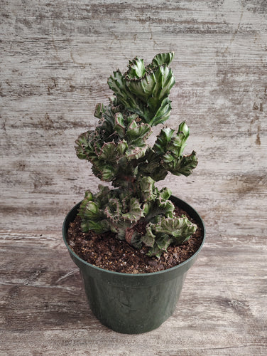 Crested Euphorbia Elkhorn