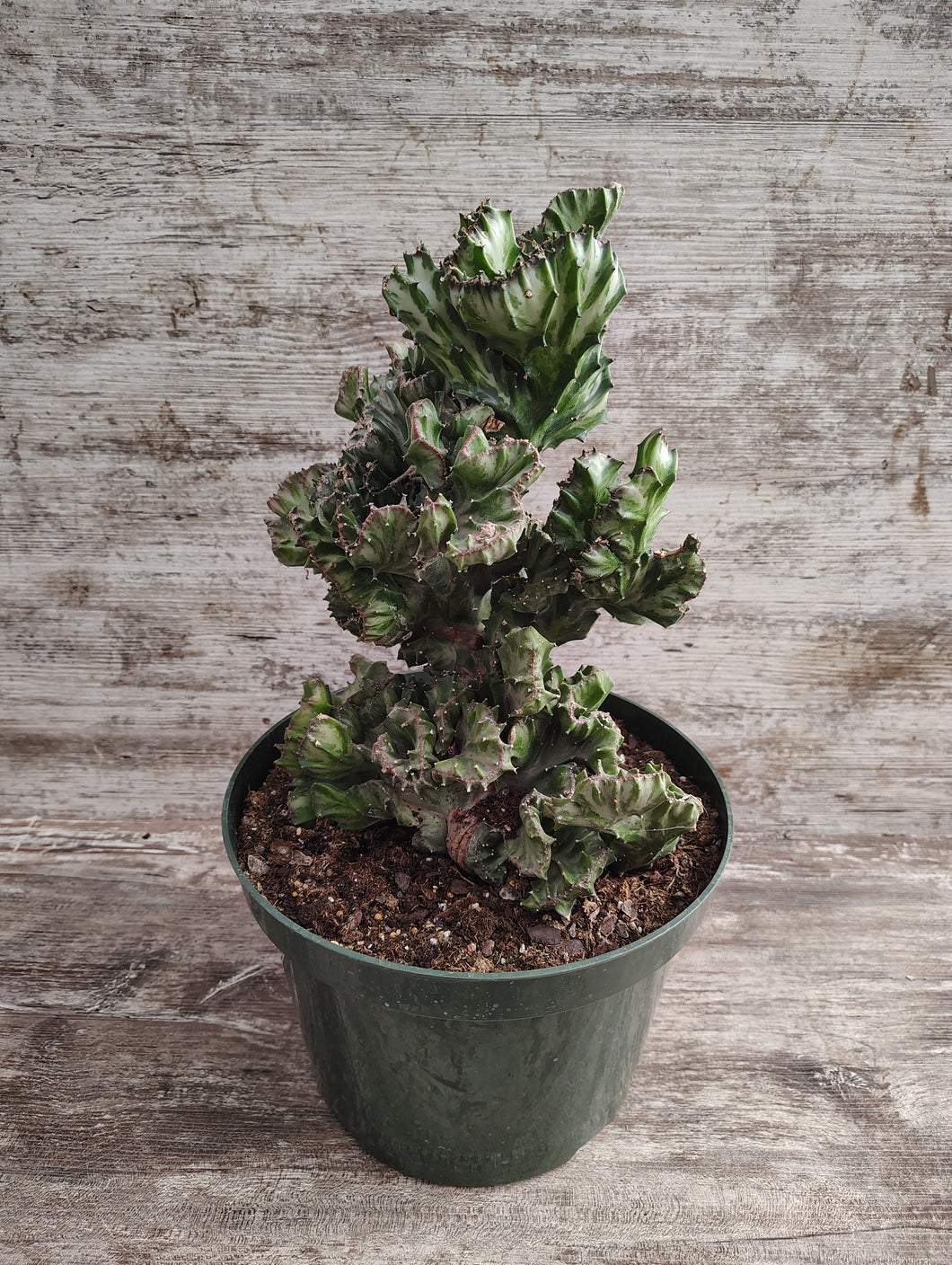 Crested Euphorbia Elkhorn