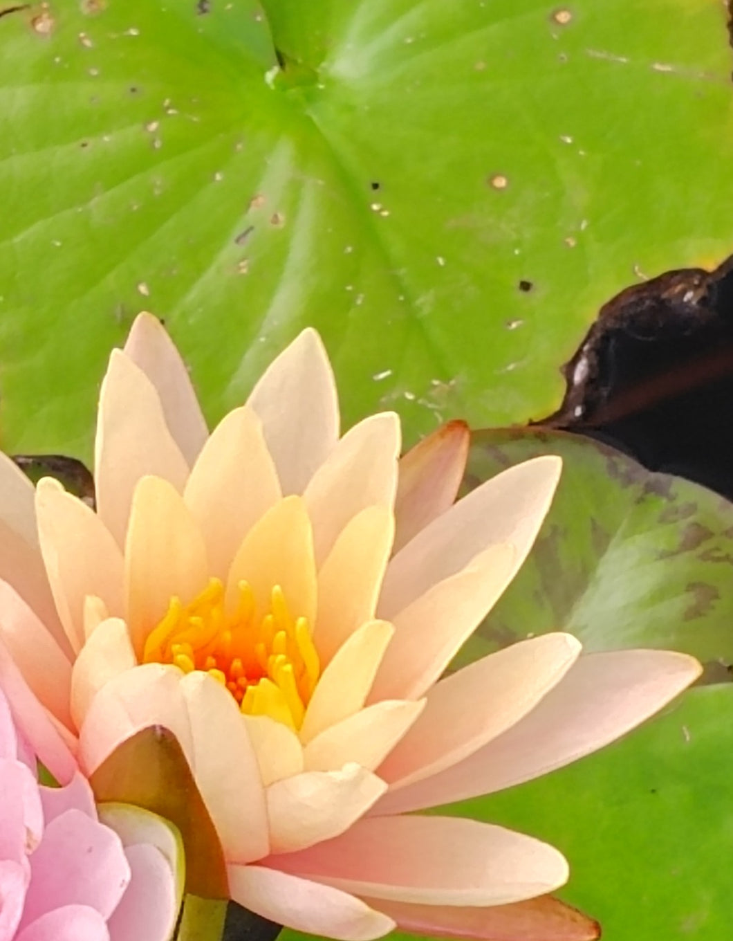 Water Lily Georgia Peach