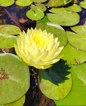 Load image into Gallery viewer, Water Lily Fragrance and Fortune