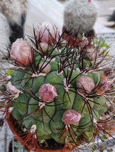 Load image into Gallery viewer, Cactus Giant Chin