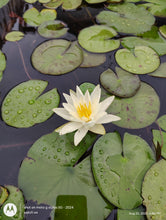 Load image into Gallery viewer, Waterlily Charlene Strawn