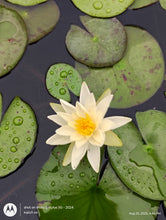 Load image into Gallery viewer, Waterlily Charlene Strawn