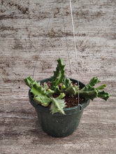 Load image into Gallery viewer, Stapelia Orbea Melanantha