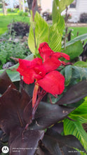 Load image into Gallery viewer, Canna Black Night
