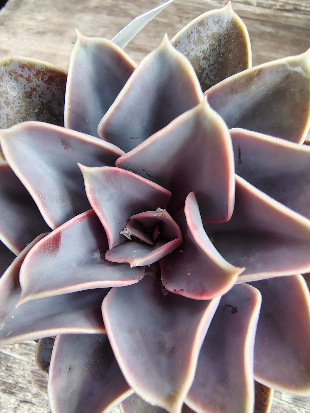 Echeveria Pearl Van Nuremberg