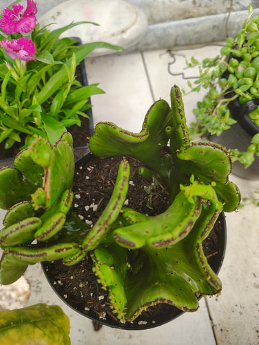 Euphorbia Crested Stick Plant