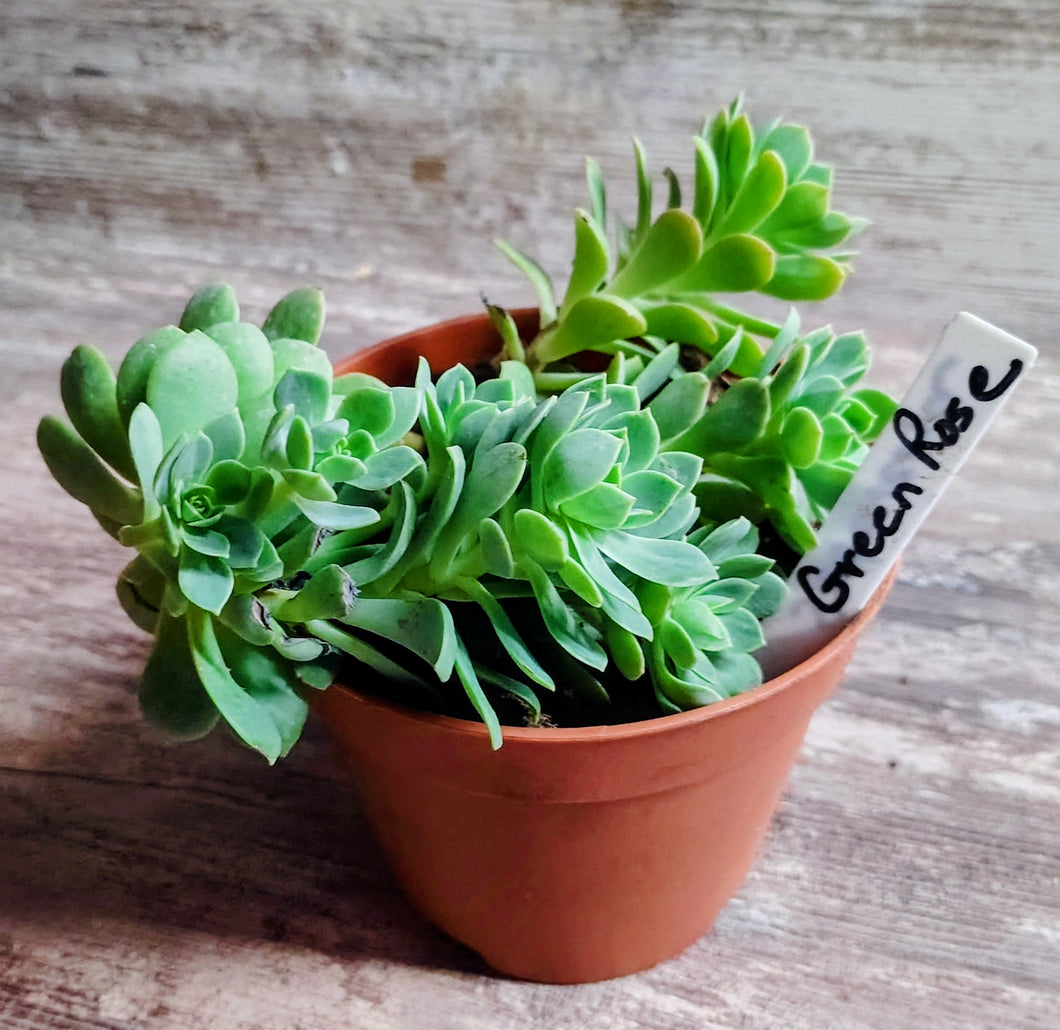 Sedeveria Green Rose