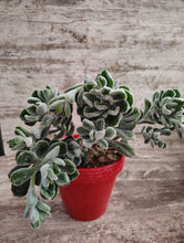 Load image into Gallery viewer, Echeveria Frosty