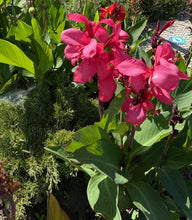 Load image into Gallery viewer, Canna Cannova Rose