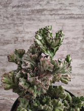 Load image into Gallery viewer, Crested Euphorbia Elkhorn