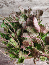 Load image into Gallery viewer, Euphorbia Green Coral