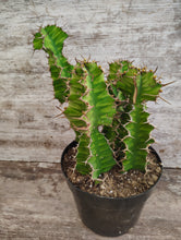 Load image into Gallery viewer, Euphorbia Zig Zag