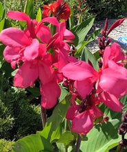 Load image into Gallery viewer, Canna Cannova Rose