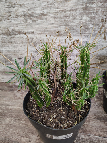 Euphorbia African Palm Tree