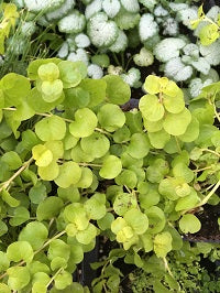 Golden Creeping Jenny