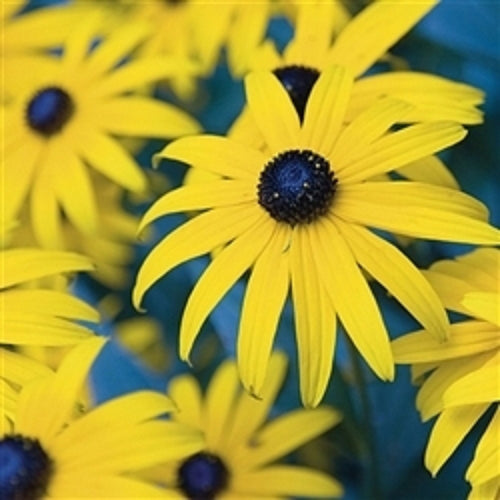 Rudbeckia   Black Eye Susan  Goldstrum