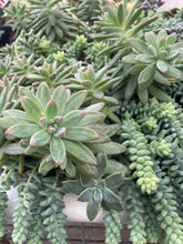 Load image into Gallery viewer, Pachyveria Blue Pearl