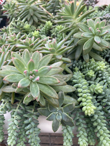 Pachyveria Blue Pearl