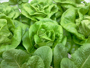 Living Lettuce