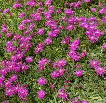 Load image into Gallery viewer, Ice Plant Purple Delosperma cooperi