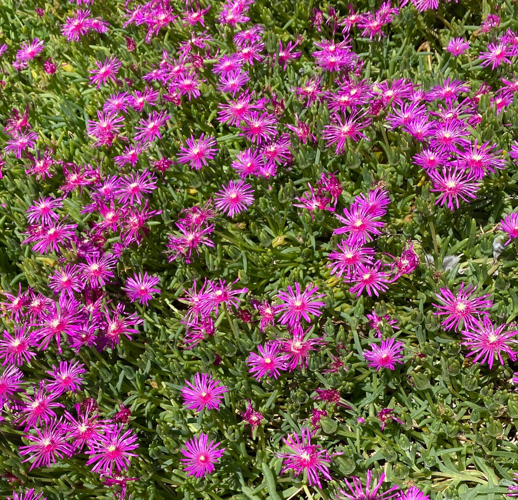 Ice Plant Purple Delosperma cooperi