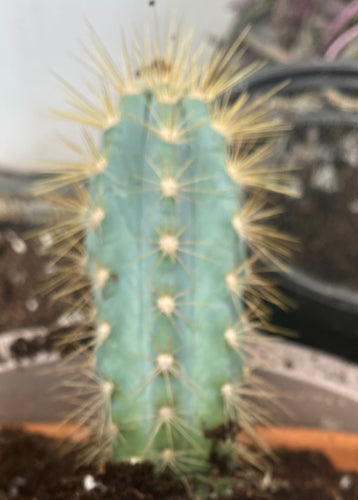 Blue Torch Candle Cactus