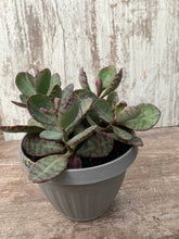 Load image into Gallery viewer, Kalanchoe Desert Suprise