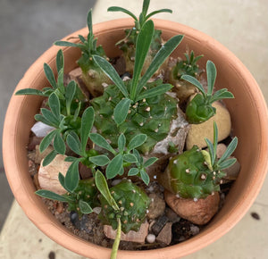 Euphorbia Japonica