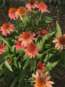 Echinacea Cheyenne Spirit