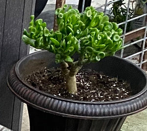 Hobbit Crassula