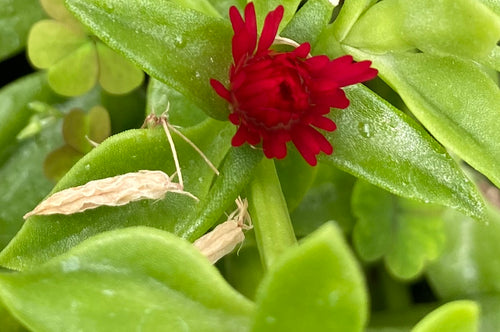 Baby Sun Rose Ice Plant