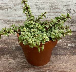 Elephant Bush