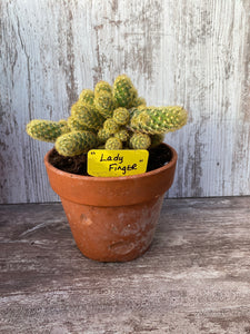 Cactus Lady Finger