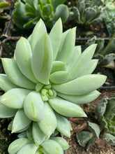 Load image into Gallery viewer, Crassulaceae Sedeveria Peridot Passion