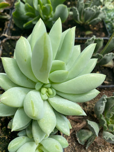 Crassulaceae Sedeveria Peridot Passion