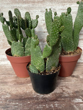 Load image into Gallery viewer, Roadkill Cactus